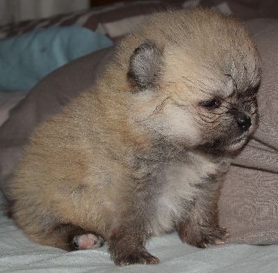 Agnes Chatonnier - Spitz allemand - Portée née le 21/06/2022