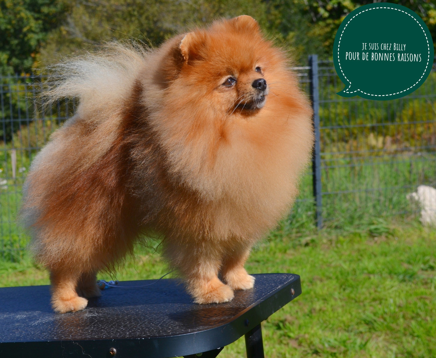 luxury pompalace Valentino