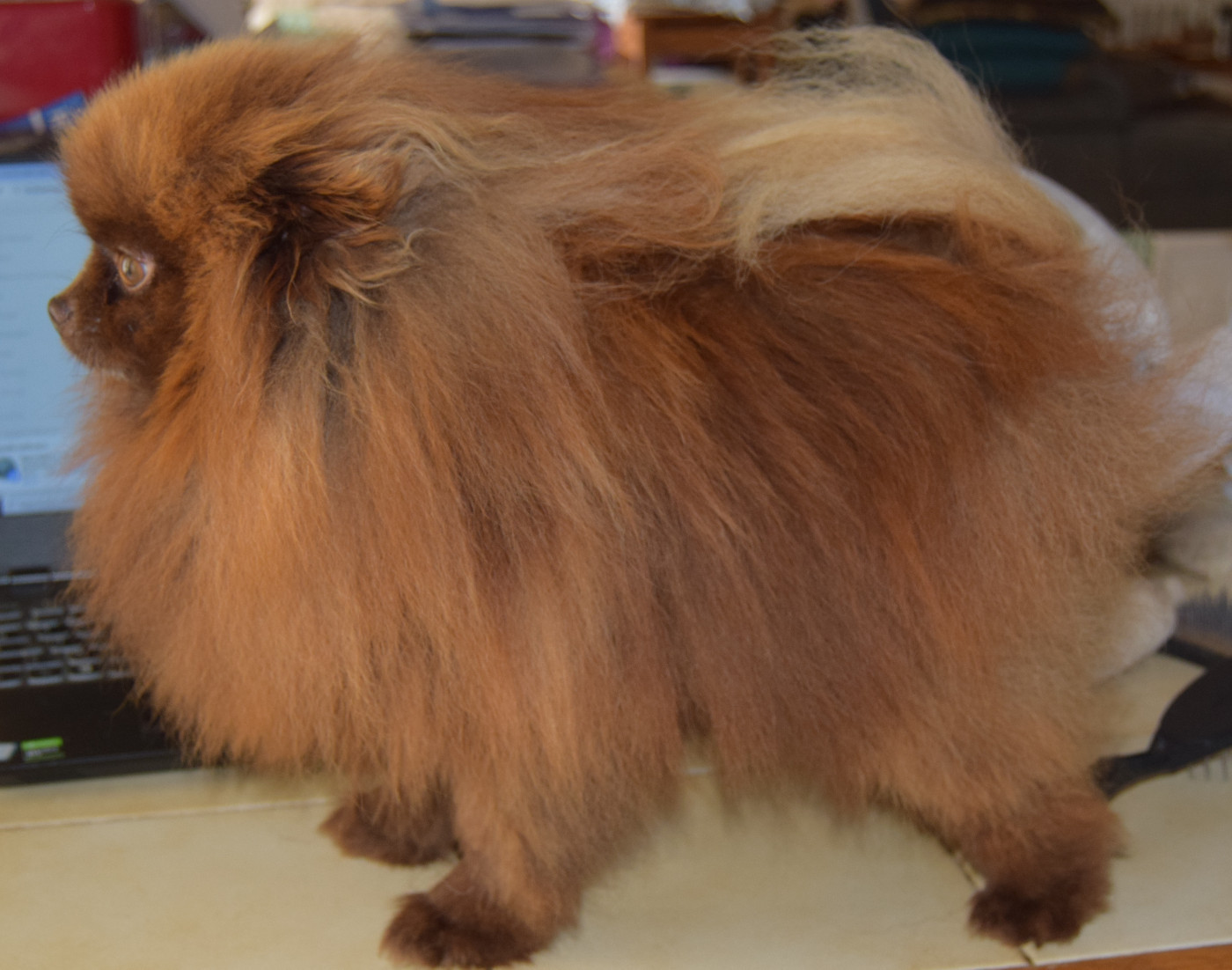 golpomeranians Mikado (Yasniy svet)