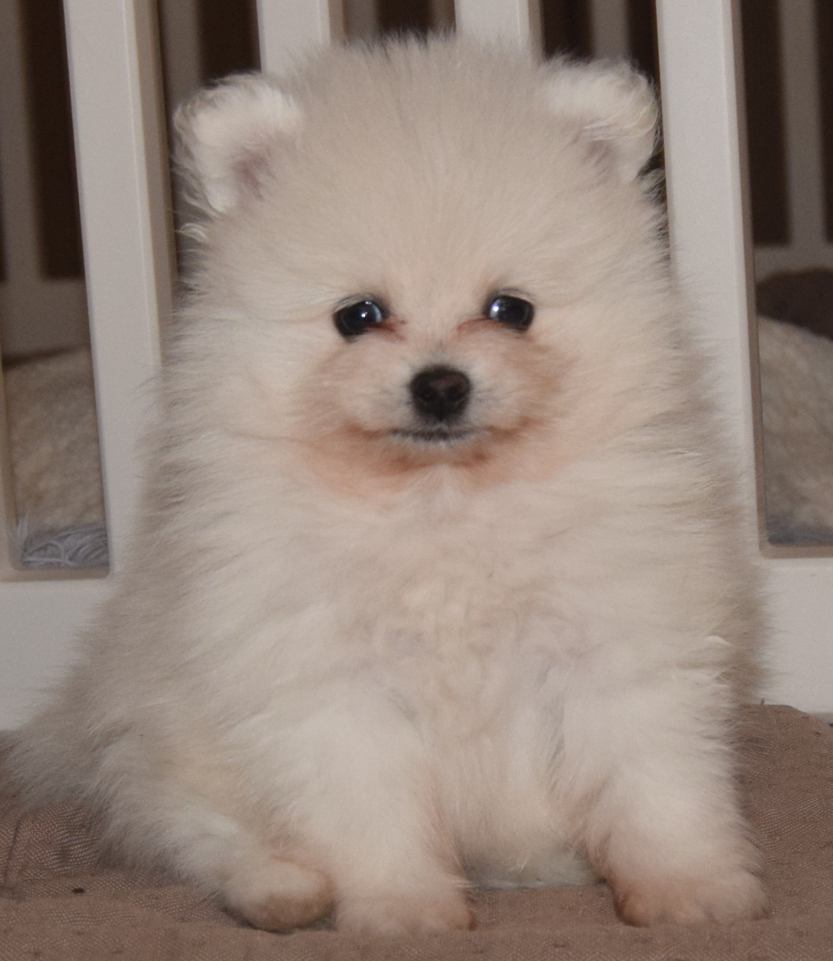 Agnes Chatonnier - Chiots disponibles - Spitz allemand