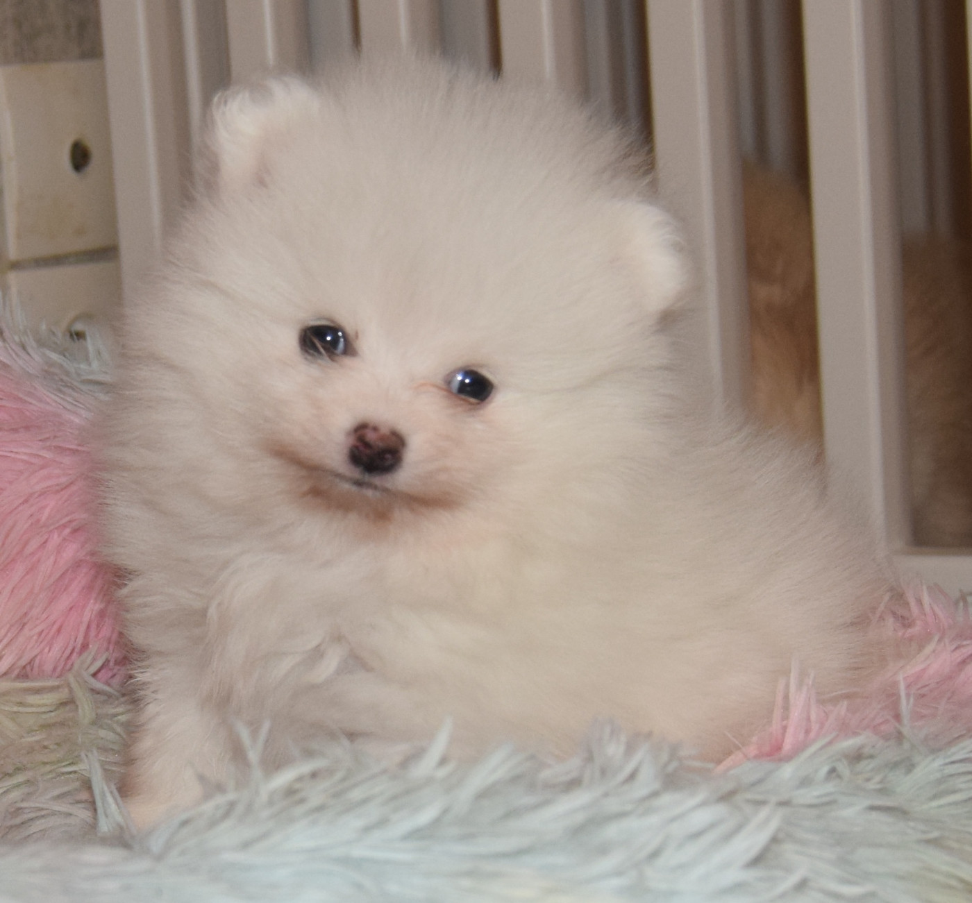 Agnes Chatonnier - Chiots disponibles - Spitz allemand