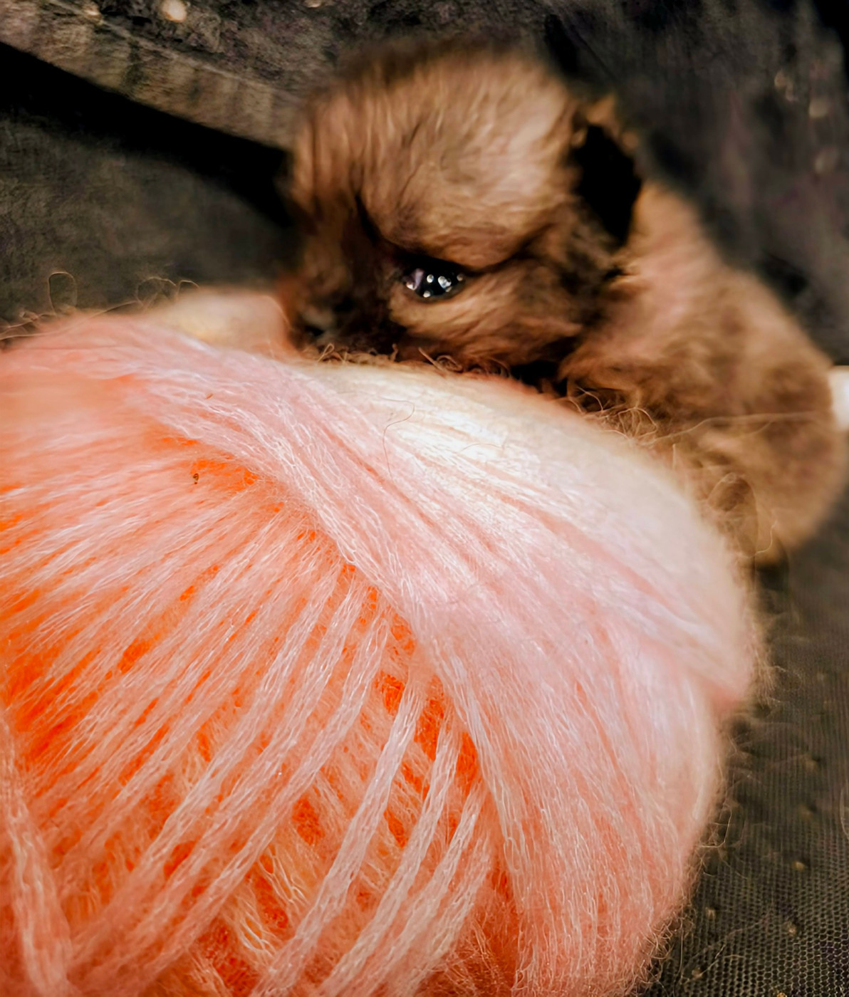 Agnes Chatonnier - Chiots disponibles - Spitz allemand